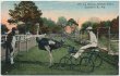 Driving Ostrich, Harness Racing, Farm, Jacksonville, FL - Early 1900's Postcard