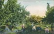 Picking Prunes in Oregon - Early 1900's Black Americana Postcard