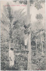 Natives Tapping Rubber Trees, Ceylon - Early 1900's Postcard