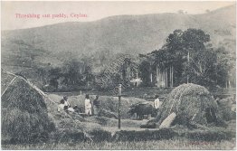Threshing Out Rice Paddy, Ceylon Sri Lanka - Early 1900's Postcard