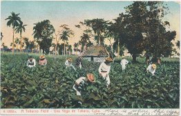 Tobacco Field, CUBA Pre-1907 Postcard