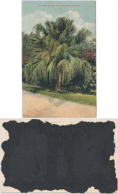 Palmetto Tree, Hotel Grasmere, Bermuda - Early 1900's Postcard
