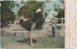 Major McKinley, Cawston Ostrich Farm, Pasadena, CA 1907 Postcard
