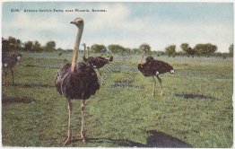 Arizona Ostrich Farm, Phoenix, AZ - Early 1900's Postcard