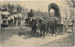 Oxen Wagon, St. Louis, Jefferson City, MO Ezra Meeker 1908 Missouri Postcard