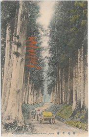 Cryptomeria Road, Imaichi Nikko, Japan - Early 1900's Postcard
