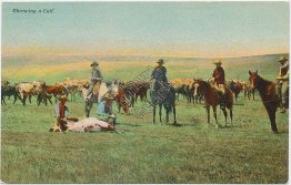 Cowboy Throwing a Calf - Early 1900's Western Postcard