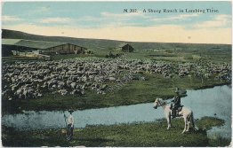 Sheep Ranch in Lambing Time - Early 1900's Western Postcard