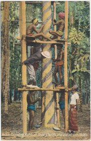 Tapping Rubber Trees w/ Scaffolding, Ceylon Sri Lanka - Early 1900's Postcard