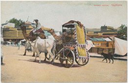 Camel Drawn Wagon, Tajpore, Bujrang, India - Early 1900's Postcard