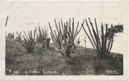 Row of Cuban Cactus, CUBA - Early 1900's Real Photo RP Postcard