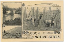 Elk in Native State, Washington WA - Early 1900's Ezra Meeker Postcard