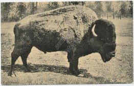 The Buffalo - Early 1900's Ezra Meeker, Seattle, WA Postcard