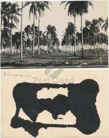 Coconut Palms, Singapore - Early 1900's Real Photo RP Postcard