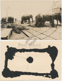 Elephants Eating Palm Leaves, Ship Dock, Singapore Early 1900s RP Photo Postcard
