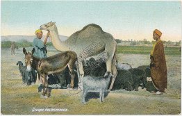 Group of Animals, Camel, Port Said, Egypt - Early 1900's Postcard