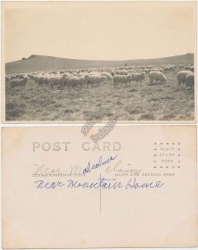 Herd of Sheep, Mt. Mountain Home, ID Idaho - Early 1900's RP Photo Postcard