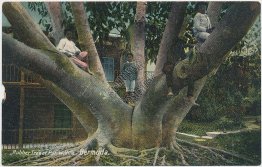 Rubber Tree, Par la Ville, Bermuda - Early 1900's Postcard