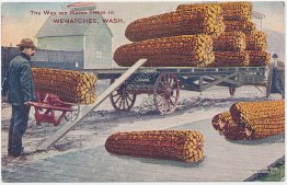 Giant Corn, Exaggeration, Wenatchee, WA Washington - Early 1900's Postcard