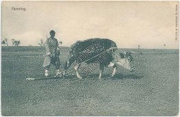 Farming, Ox Drawn Threshing Sledge, Board, Shanghai, China Early 1900's Postcard