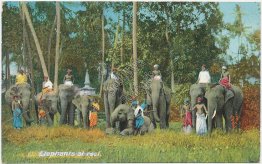 Elephants at Rest, Ceylon, Sri Lanka - Early 1900's Postcard