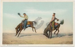 Broncho Busting - Cowboys, Horses DETROIT PUBLISHING CO. Early Western Postcard