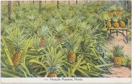 Pineapple Plantation, Palatka, Florida FL - Early 1900's Postcard