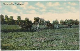 Mowing Alfalfa, Washington WA - Early 1900's Postcard