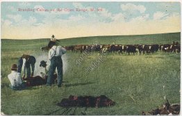Branding Calves on Open Range, Chinook, MT Montana - Early 1900's Postcard