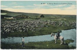 A Sheep Ranch in Lambing Time, Chinook, MT Montana - Early 1900's Postcard