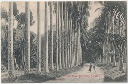 Peredeniya Gardens, Ceylon, Sri Lanka - Early 1900's Postcard
