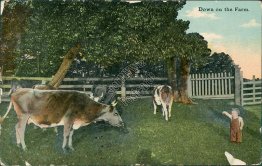 Cows, Down on the Farm, Kiel, WI Wisconsin - 1912 Postcard