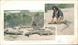 White Tiger and His Alligators Pre-1907 DETROIT PUBLISHING CO. Postcard