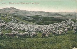 Herd of 3330 Sheep in Range, Chinook, MT Montana - Early 1900's Postcard