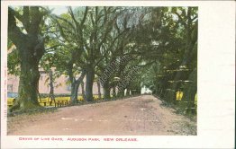 Live Oaks, Audubon Park, New Orleans, LA Louisiana Pre-1907 Postcard