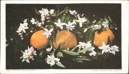 Oranges and Blossoms Pre-1907 DETROIT PUBLISHING CO. Postcard
