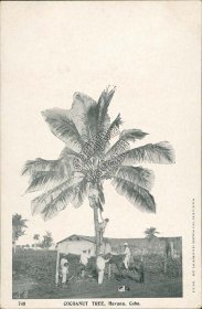 Coconaut Tree, Havana, CUBA Pre-1907 Postcard