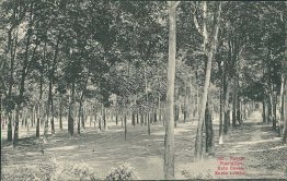 Rubber Plantation, Batu Caves, Kuala Lumpur, KL, Malaysia Early 1900's Postcard