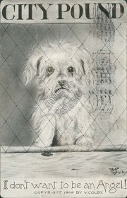 Dog, City Pound, V. Colby - Early 1900's Postcard