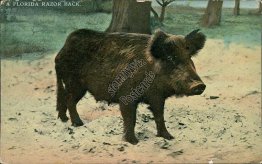 A Florida Razorback Hog, FL - Early 1900's Postcard