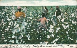 Cotton Fields, Little Rock, Arkansas AR Pre-1907 Black Americana Postcard