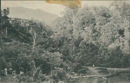 View of Batavia, Jakarta, Indonesia - Early 1900's Postcard