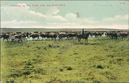 Cowboy, Trail w/ Beef Herd, Cattle, Chinook, MT Montana 1908 Postcard