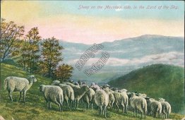 Sheep on Mountain Side, Land of the Sky, NC North Carolina - 1910 Postcard