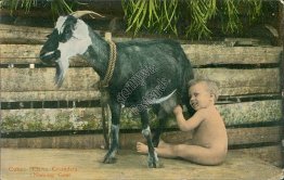 Baby Nursing Goat, CUBA - Early 1900's Postcard