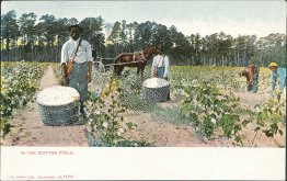 In the Cotton Field Pre-1907 Black Americana Postcard