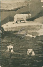Zoo, Polar Bears, Eisbaren, Nurnberg, Germany - 1913 Postcard