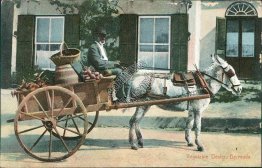 Vegetable Dealer, Horse Wagon, Bermuda - 1909 Postcard