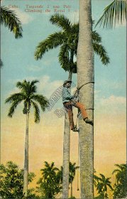 Climbing Royal Palm Tree, CUBA - Early 1900's Postcard