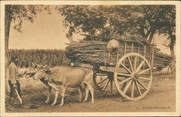 Sugar Cane Ox Drawen Wagon, Soerabaia, Surabaya, Indonesia - Early Postcard